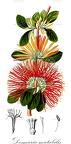 Desmaria mutabilis