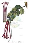 Tristerix grandiflorus
