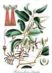 Helixanthera obtusata