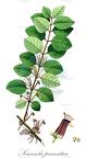 Scurrula parasitica
