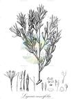 Ligaria cuneifolia