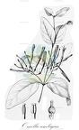 Oncella ambigua