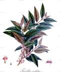 Taxillus vestitus