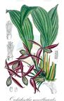 Orchidantha maxillarioides