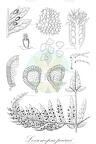 Loxsomopsis pearcei