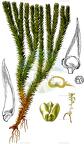 Huperzia selago