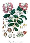 Lagerstroemia indica