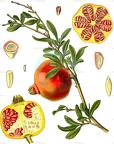 Punica granatum