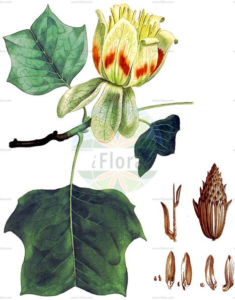 Liriodendron tulipifera