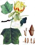 Liriodendron tulipifera