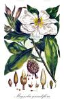 Magnolia grandiflora
