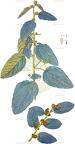 Waltheria indica