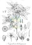 Nesogordonia kabingaensis