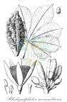Rhodognaphalon mossambicense
