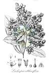 Lueheopsis althaeiflora