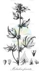 Malachra fasciata