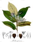 Mollia speciosa