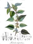 Melochia lupulina