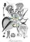 Thespesia populnea