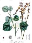 Triumfetta glabra