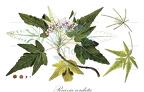 Ruizia cordata