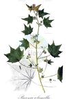 Pavonia columella