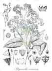 Pityranthe verrucosa