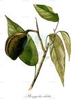 Pterygota alata