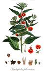 Pentapetes phoenicea