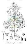 Sidastrum paniculatum