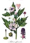 Althaea officinalis