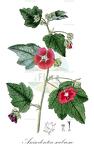 Anisodontea scabrosa