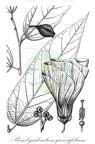 Bombycidendron grewiifolium