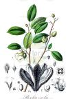 Boschia excelsa