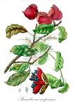 Sterculia monosperma