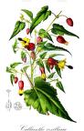 Callianthe vexillaria