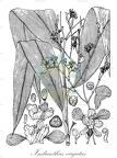 Indianthus virgatus