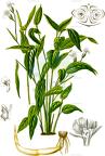 Maranta arundinacea