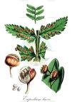 Eupodium laeve