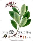 Souroubea corallina