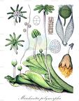 Marchantia polymorpha