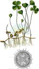 Marsilea quadrifolia
