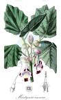 Martynia annua