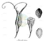 Ibicella lutea