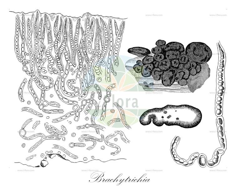 Brachytrichia