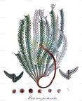 Matonia pectinata