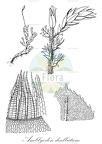 Amblyodon dealbatum