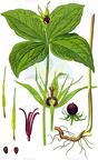 Paris quadrifolia