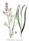 Melanthium virginicum