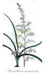 Stenanthium gramineum